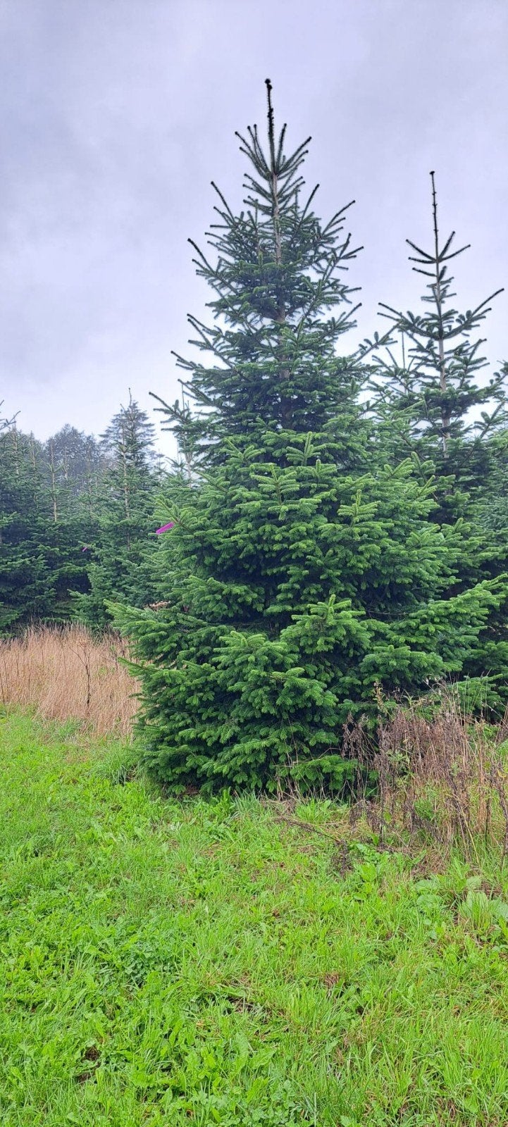 grote nordmann kerstbomen te koop, Tuin en Terras, Ophalen, Zomer, Volle zon, Overige soorten
