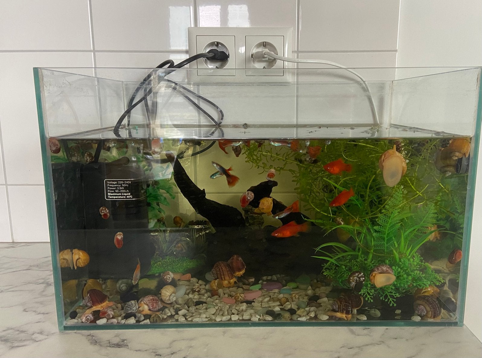 Aquarium met vissen en appelslakken, Ophalen of Verzenden, Zo goed als nieuw, Gevuld zoetwateraquarium