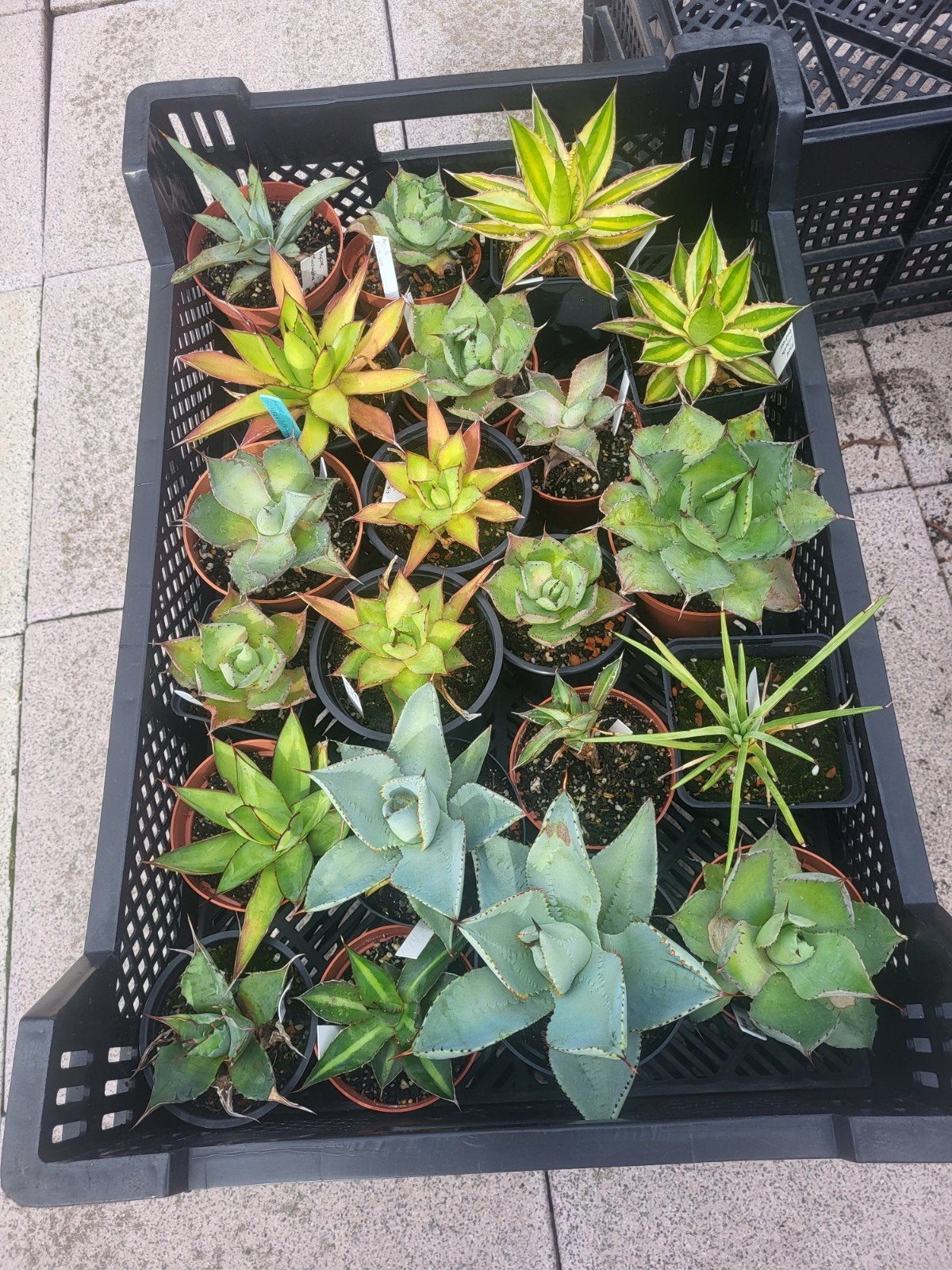 Diverse Agaves, Ophalen of Verzenden, Volle zon, Minder dan 100 cm