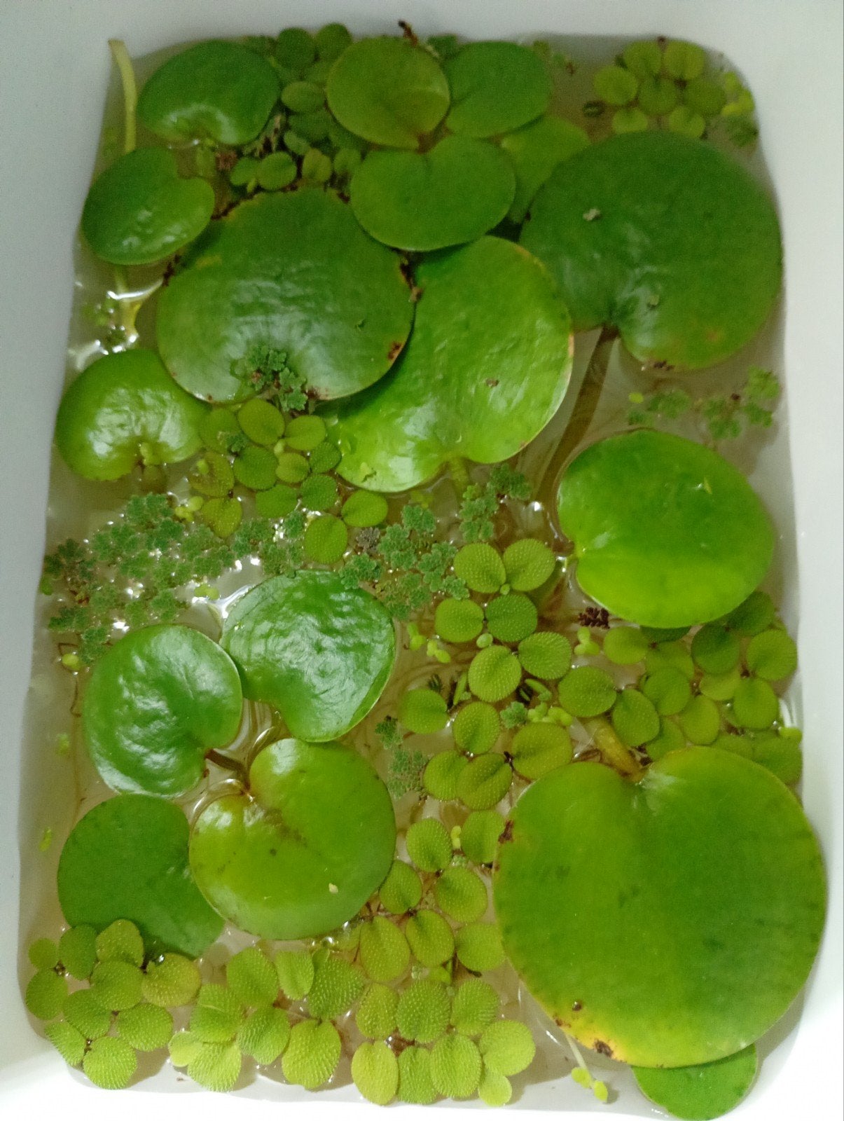 Bami bak 4 verschillende soorten drijfplanten, Dieren en Toebehoren, Ophalen, Plant(en), Steen of Hout