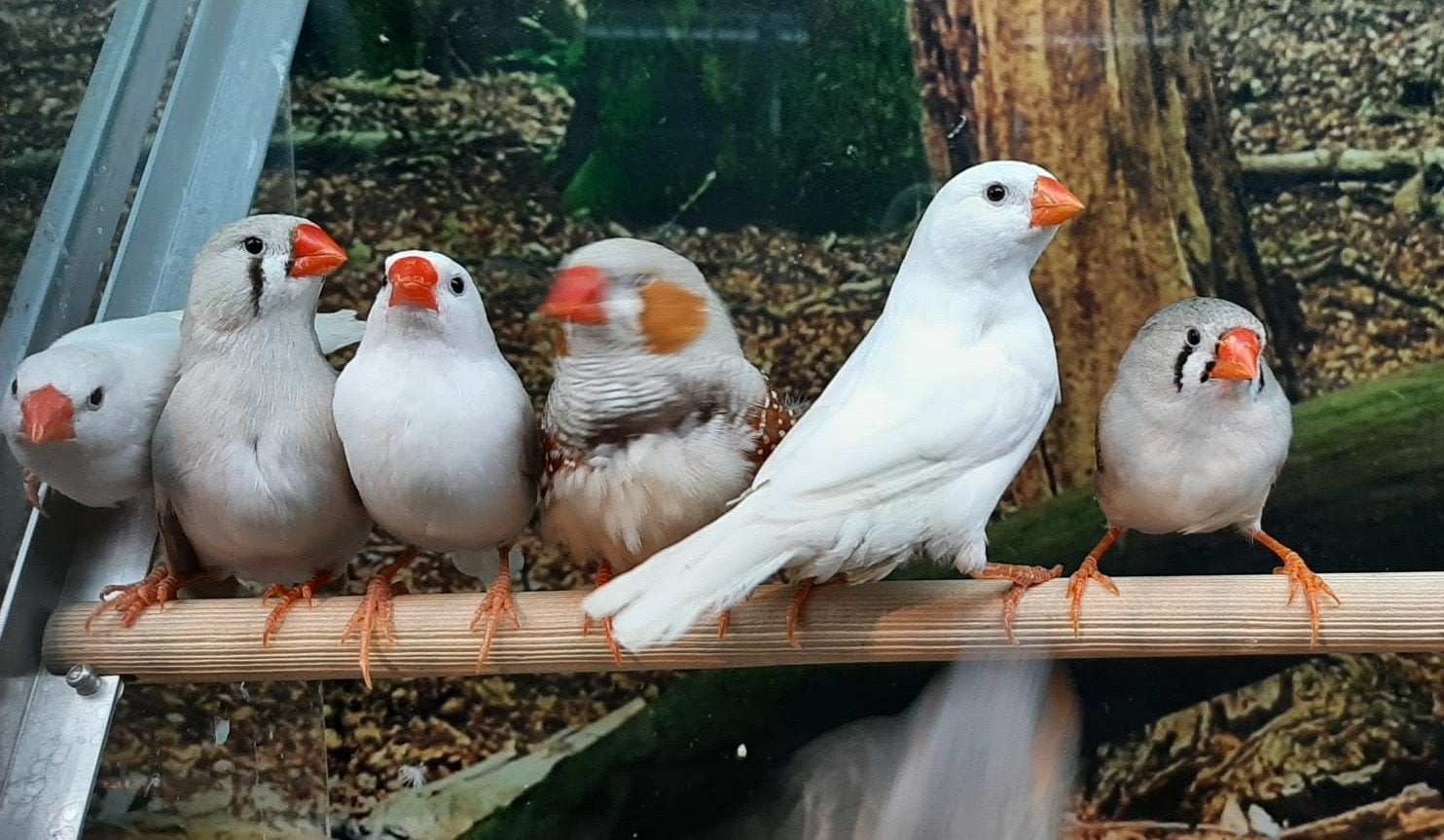 Zebravinken in diverse kleuren., Dieren en Toebehoren, Meerdere dieren