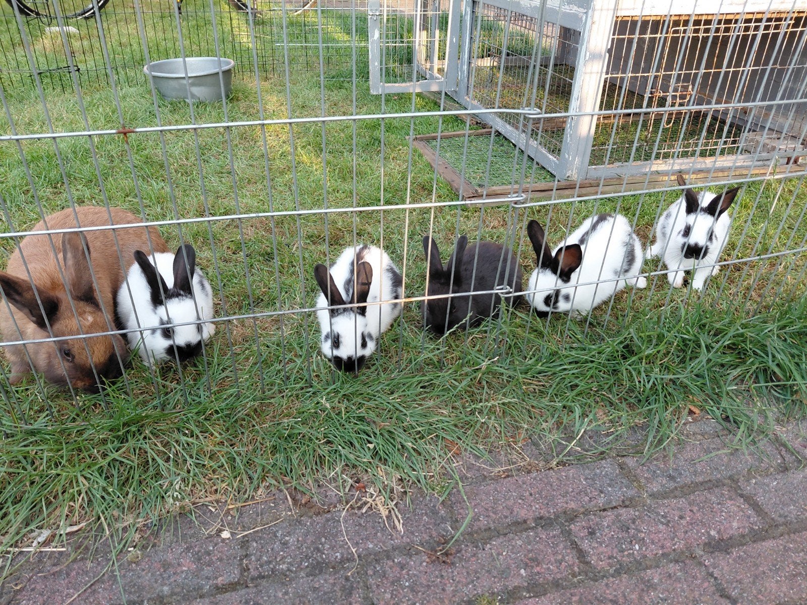Lotharinger konijntjes, Dieren en Toebehoren, Konijnen, Meerdere dieren