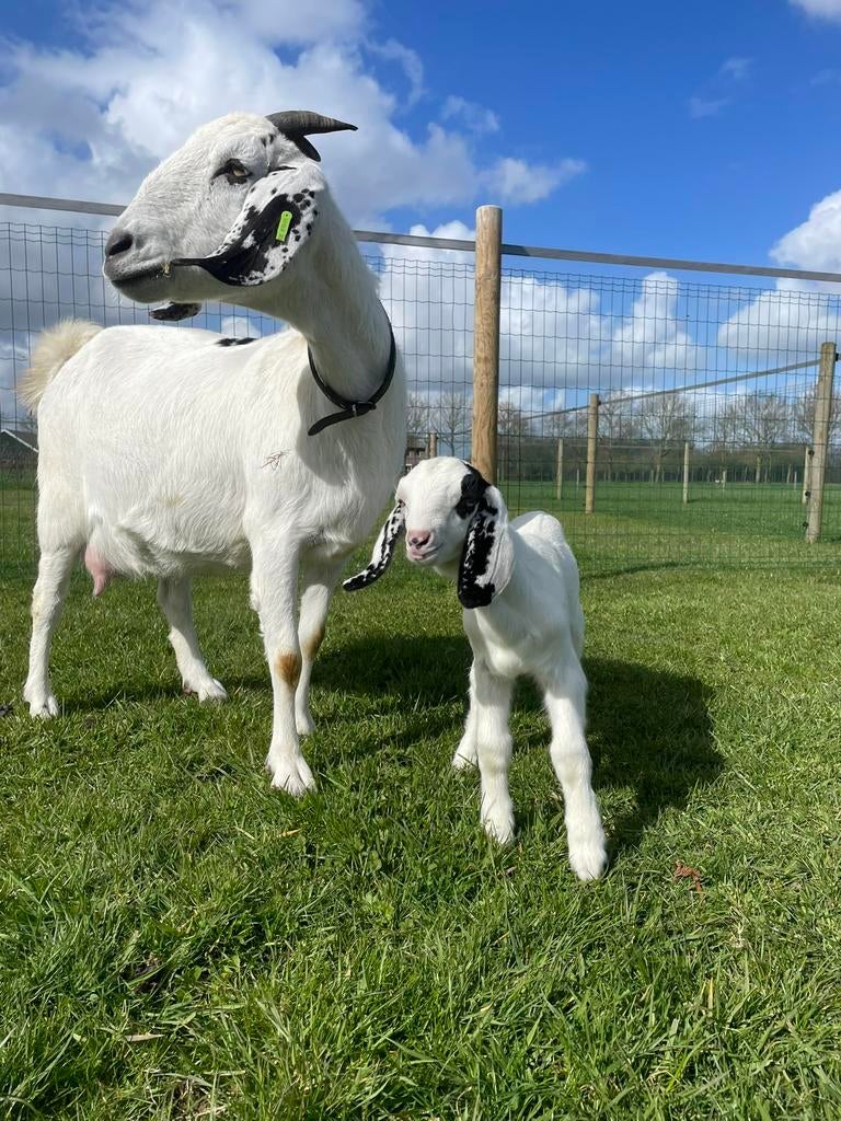 Mooie en zeer makke Nubische geit, Dieren en Toebehoren, Schapen, Geiten en Varkens, Vrouwelijk, Geit