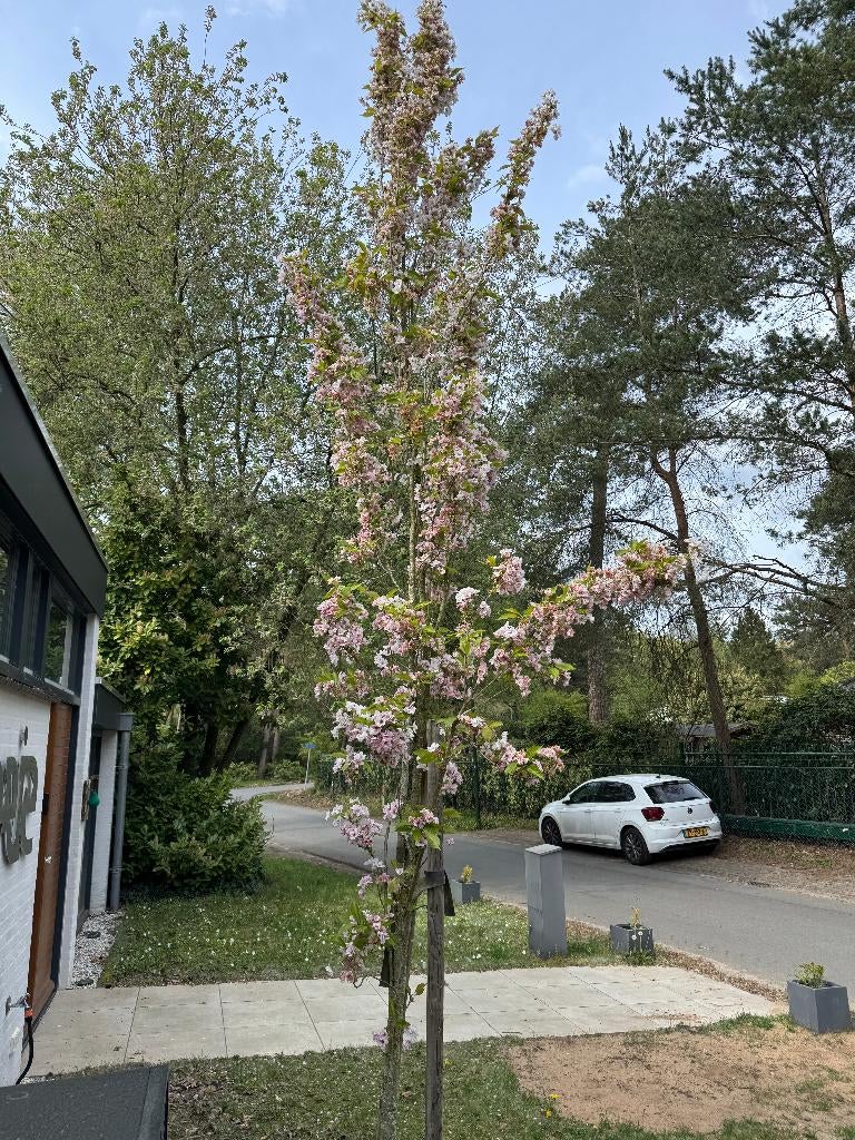 Japanse sierkers, Ophalen, Halfschaduw, Lente, Zuilboom