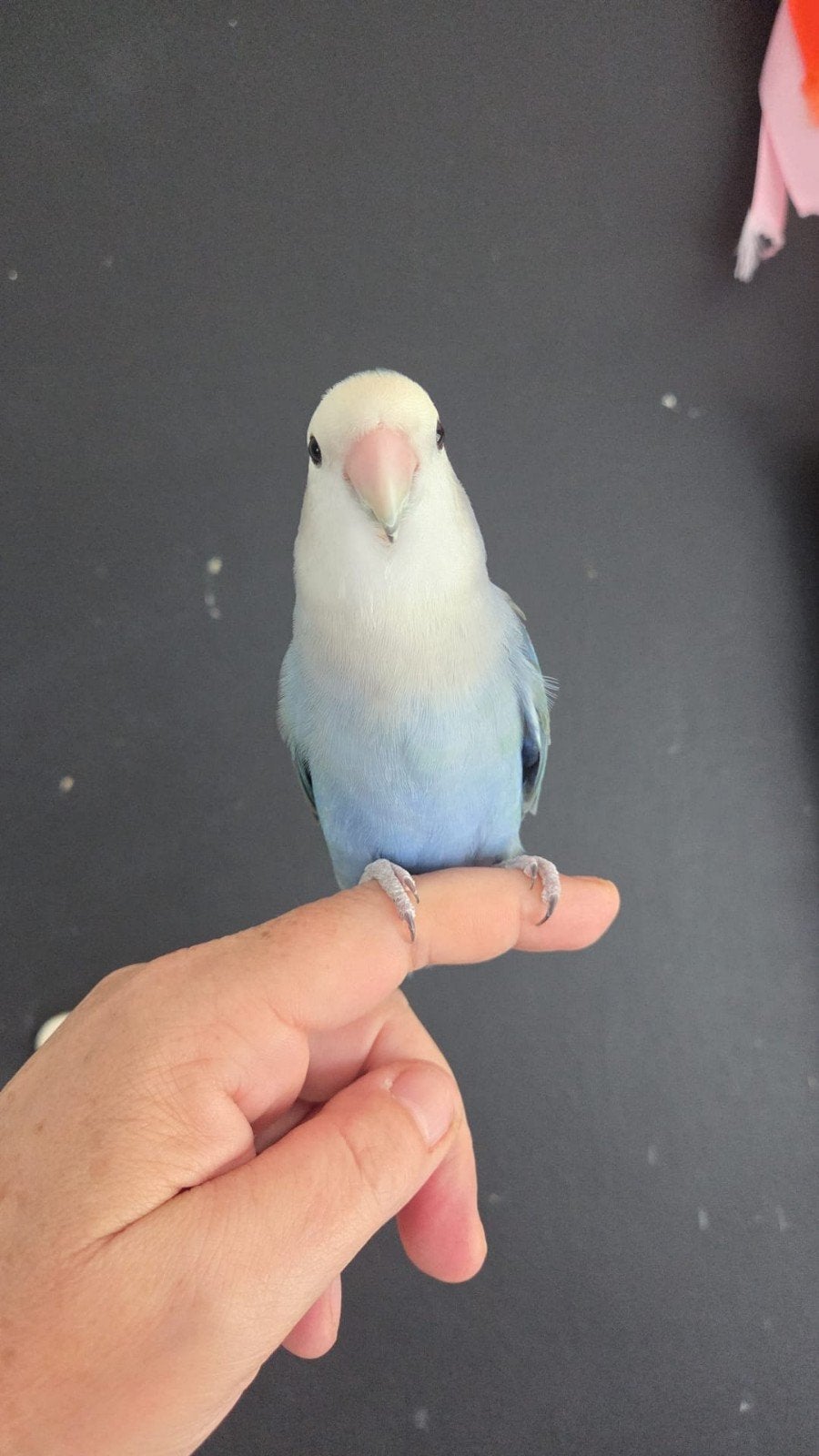 Lieve tamme dwerg papagaai, Dieren en Toebehoren, Vogels | Parkieten en Papegaaien, Mannelijk, Dwergpapegaai of Agapornis, Tam