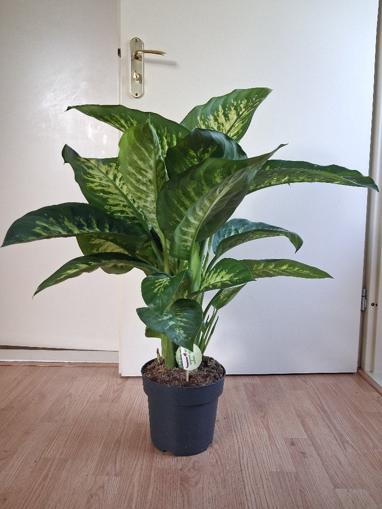 XL Dieffenbachia Tropic Snow - Dief van Baghdad H: 90 cm., Ophalen, Overige soorten, Halfschaduw, Minder dan 100 cm