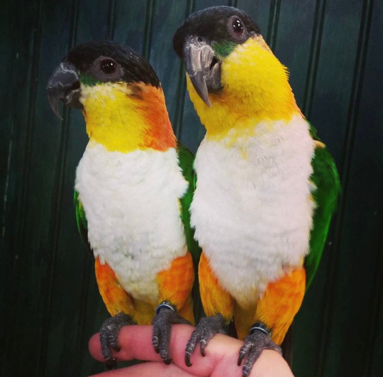zwartkop & witbuik caiques, Dieren en Toebehoren, Vogels | Parkieten en Papegaaien, Meerdere dieren, Papegaai, Pratend