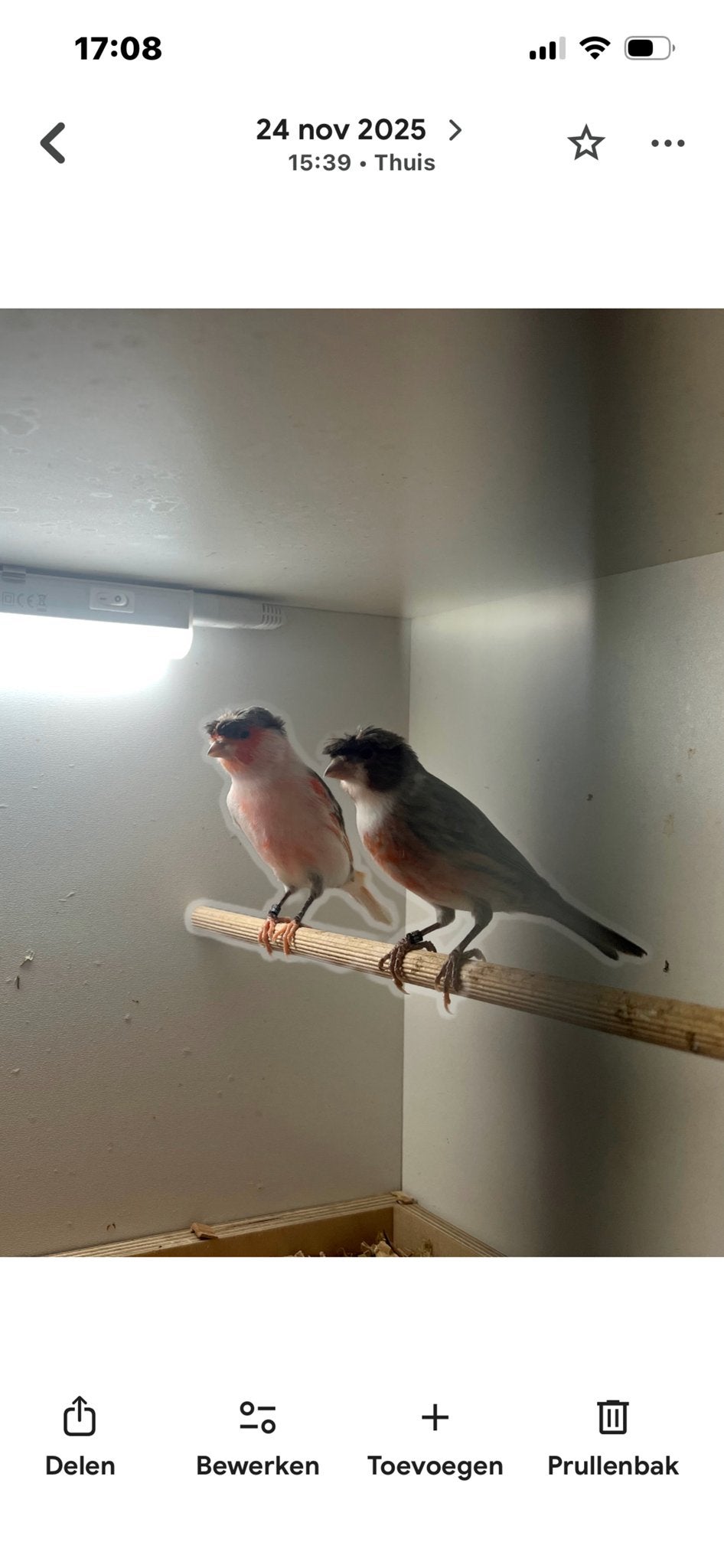 Te koop harlekijnen kanaries, Dieren en Toebehoren, Meerdere dieren, Kleurkanarie