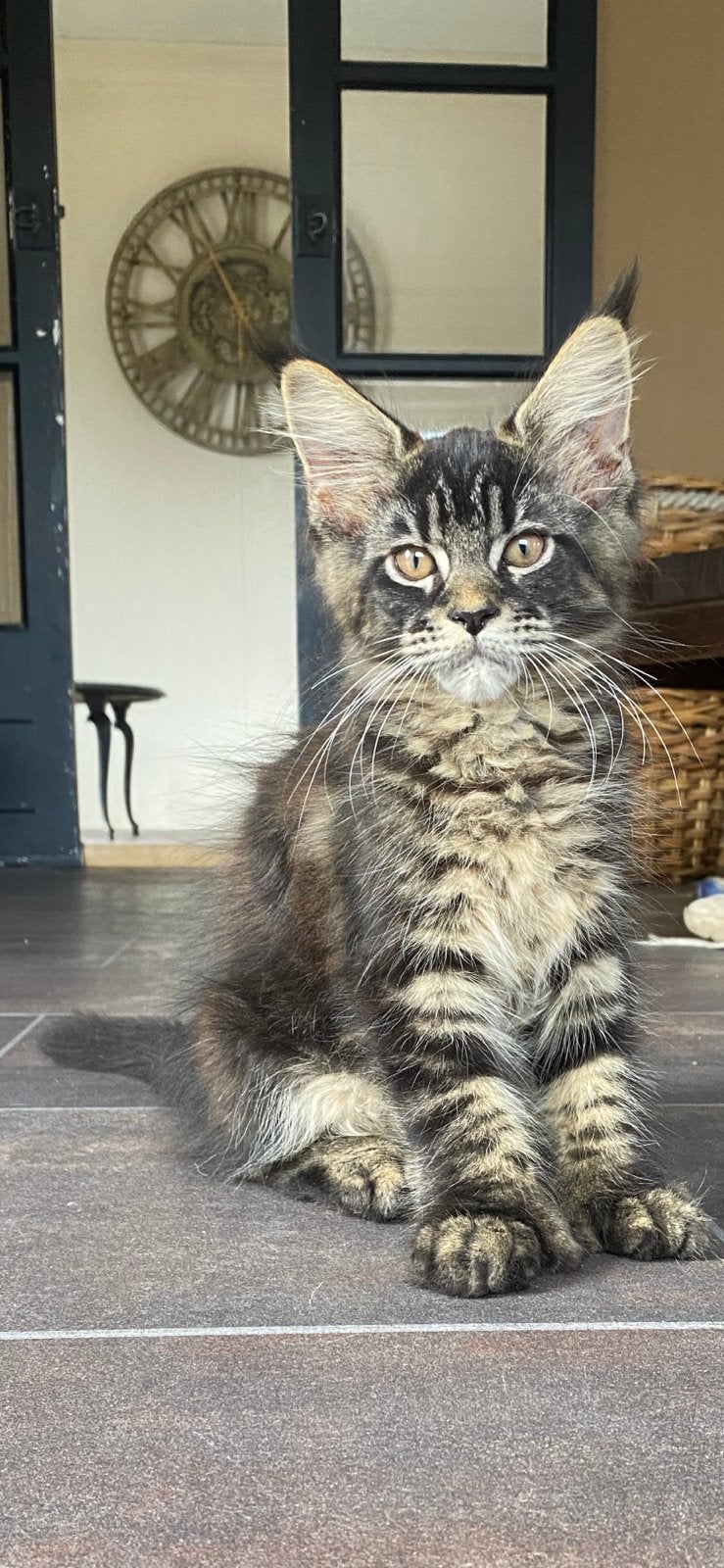 XL Maine Coon kittens, Meerdere dieren, Met stamboom, 0 tot 2 jaar