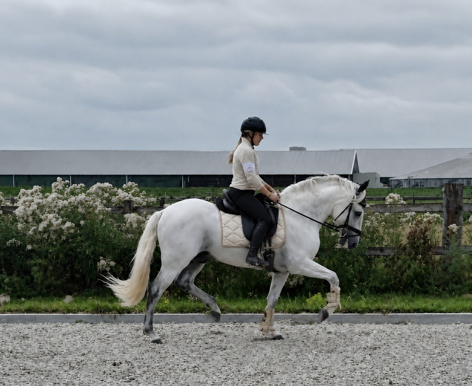Fantastische lieve bereden en betuigde PRE, Dieren en Toebehoren, Minder dan 160 cm, Hengst, Tuigpaard, 11 jaar of ouder