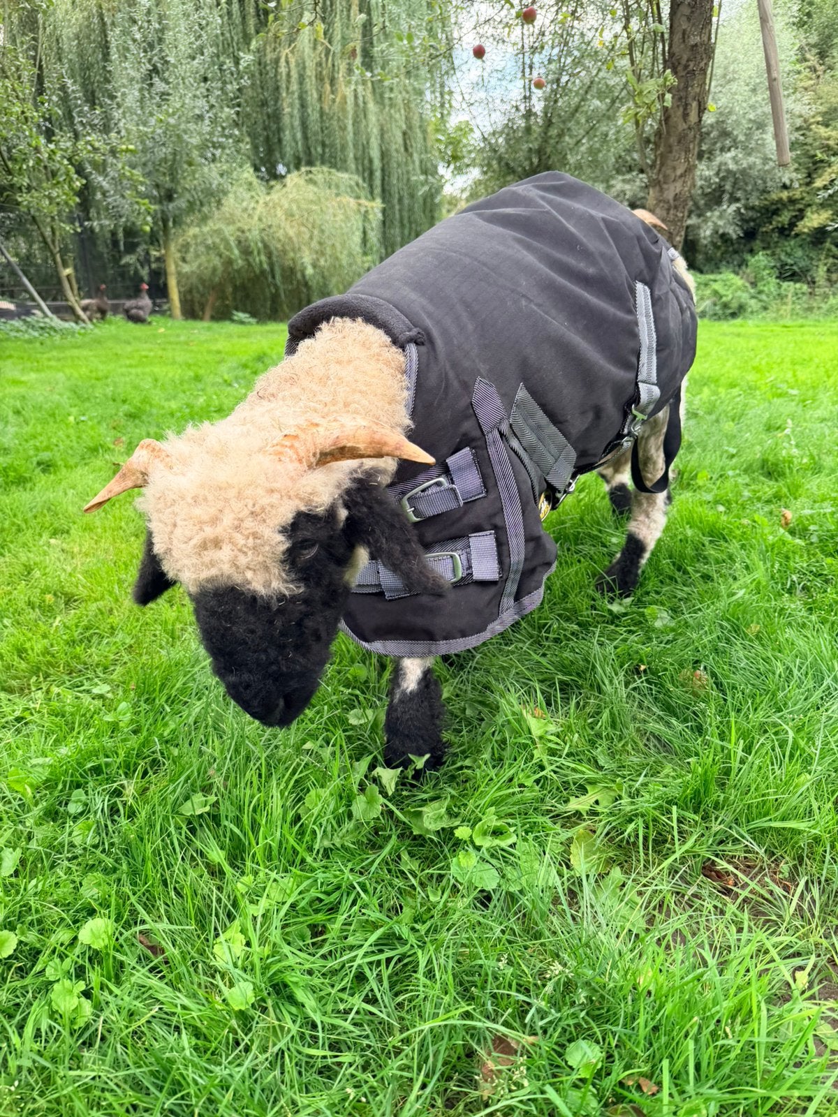 Pony deken of mini ezel dekentje, Shetlander/Mini, Beenbogen, Ophalen of Verzenden, Zo goed als nieuw