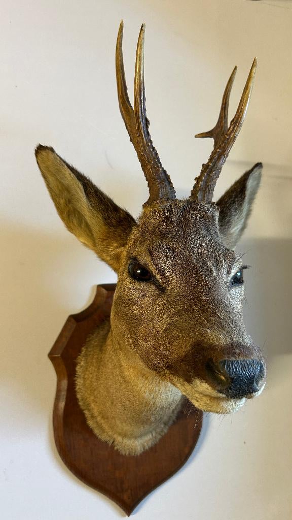 Opgezette reekop taxidermy, Verzamelen, Dierenverzamelingen, Ophalen of Verzenden, Zo goed als nieuw, Hert, Opgezet dier