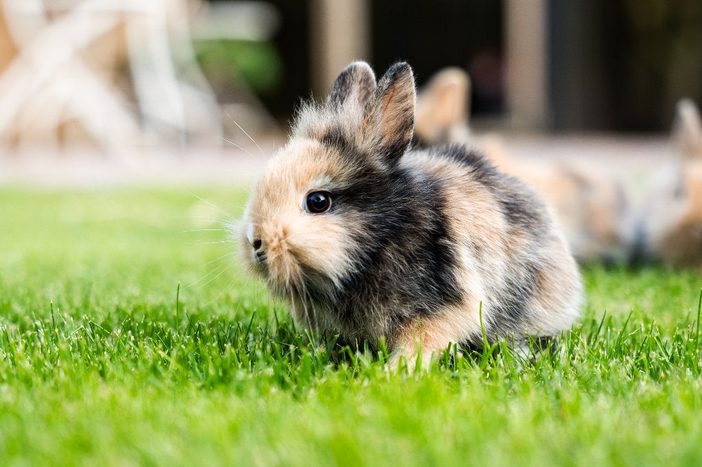 Konijnen, Dieren en Toebehoren, Konijnen, Meerdere dieren, Middelgroot, 0 tot 2 jaar