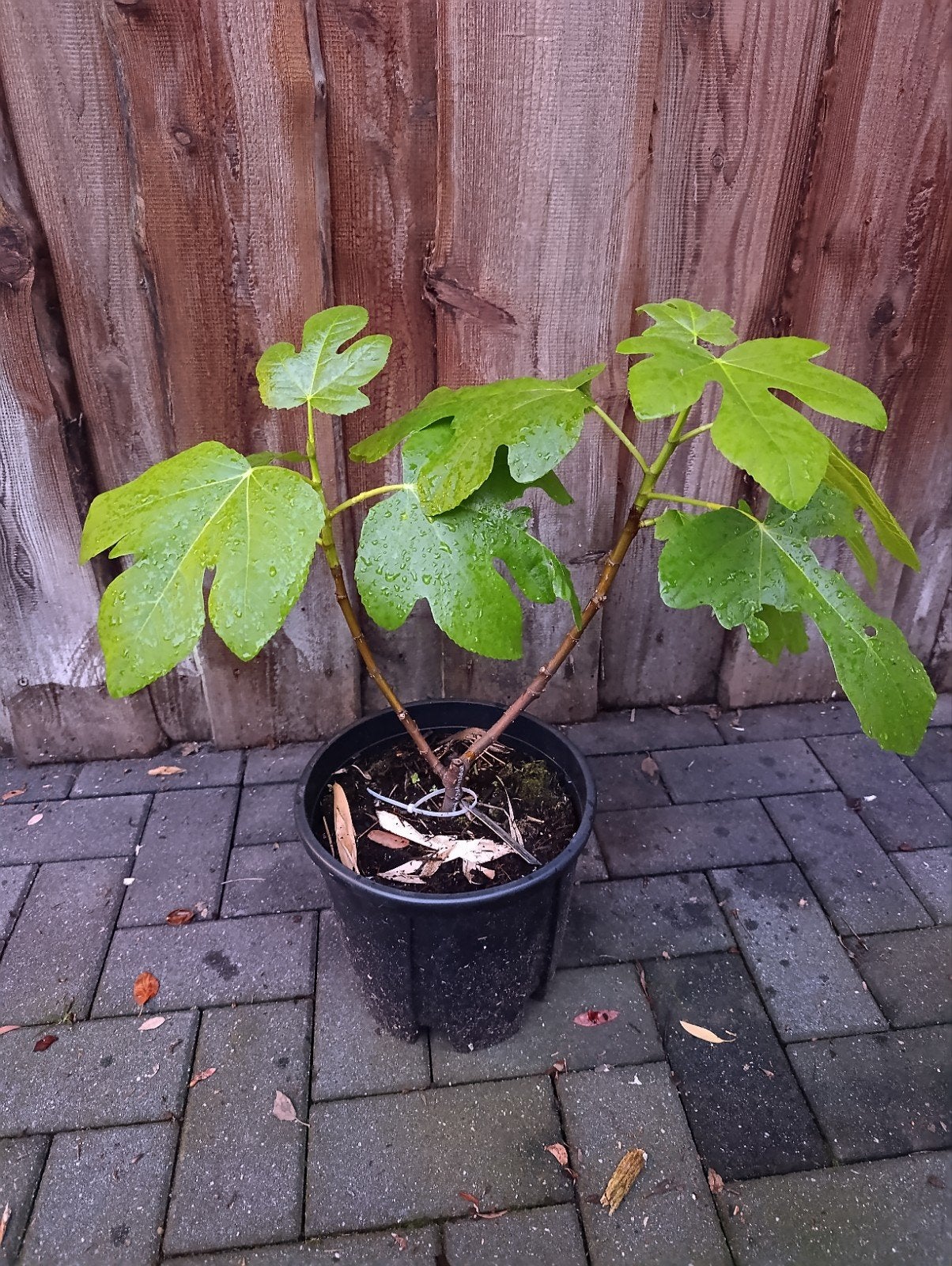 Ficus carica martinenca rimada, Ophalen, Overige soorten, Volle zon