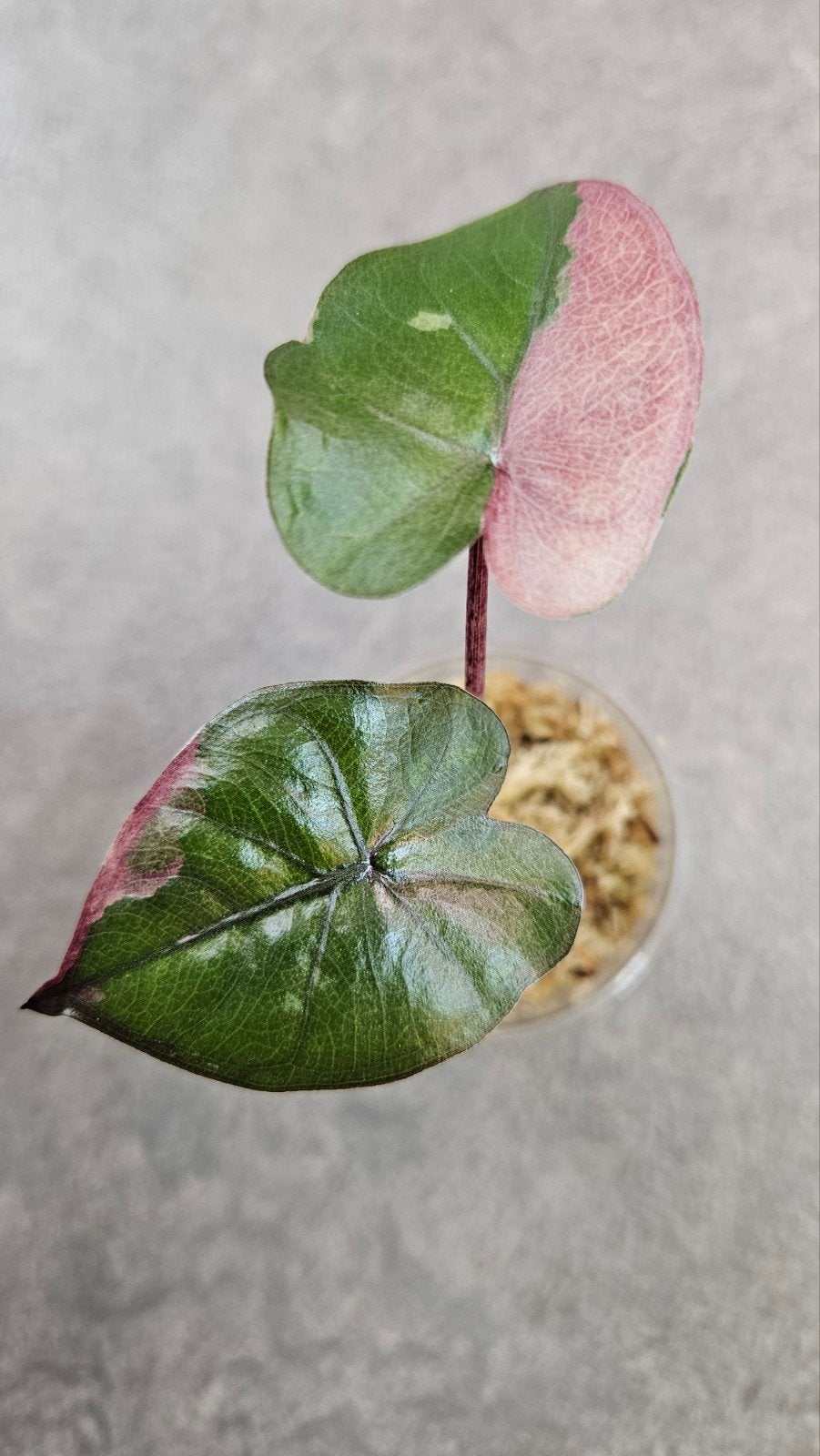 Alocasia Serendipity Pink Variegata, Ophalen of Verzenden, Halfschaduw, Minder dan 100 cm