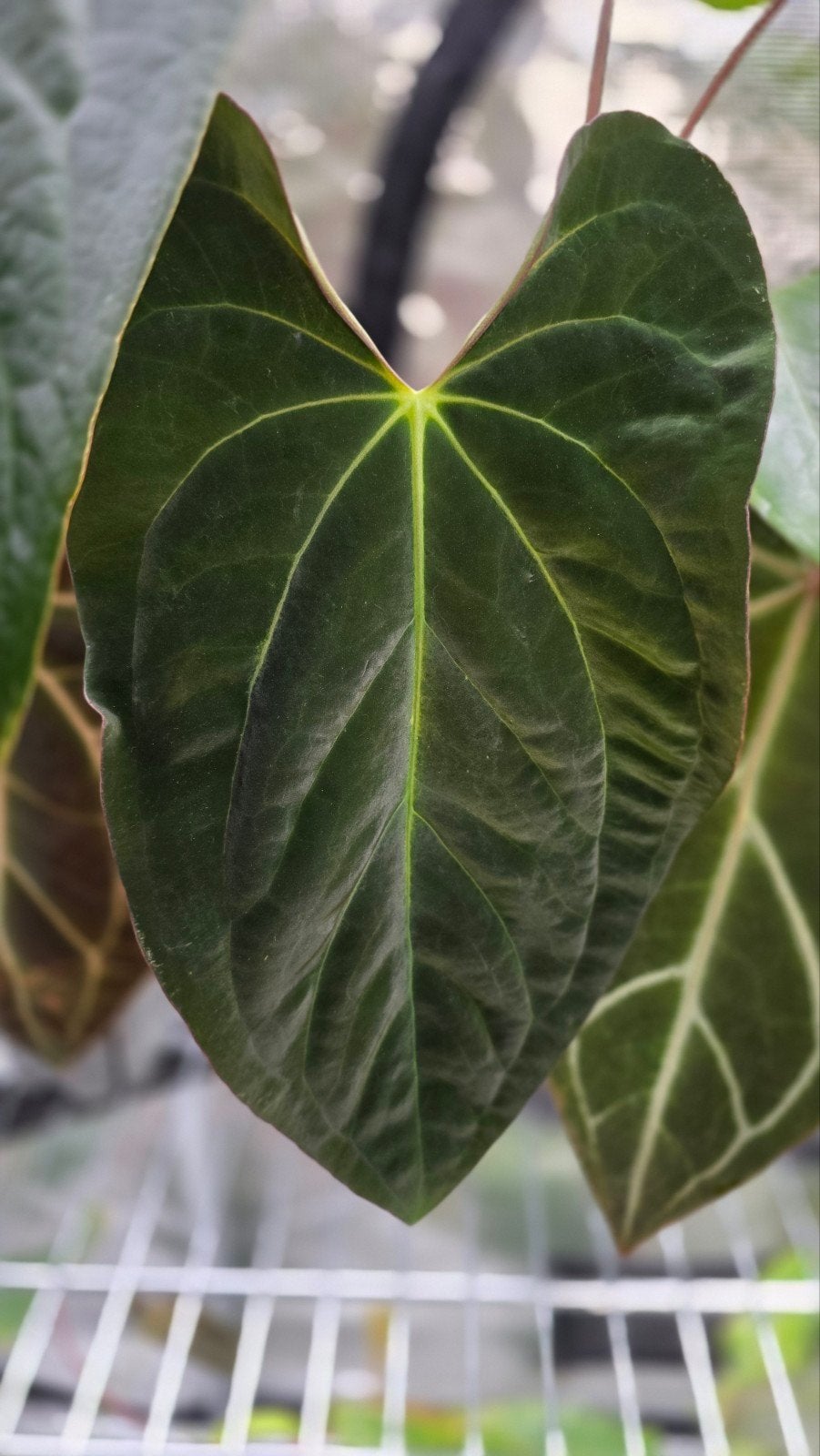 Anthurium Velvet Verde x Papillilaminum stemcuttings, Ophalen of Verzenden, Halfschaduw, Minder dan 100 cm