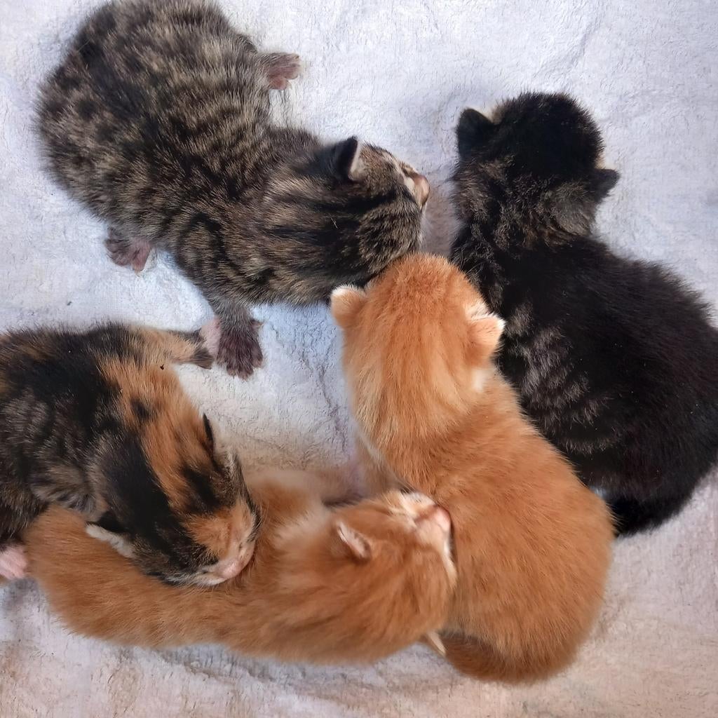 Prachtig nestje van 5 kittens, Meerdere dieren, Kortharig, 0 tot 2 jaar
