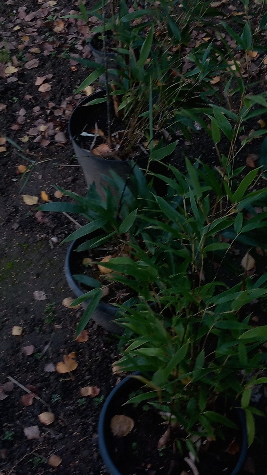 Bamboe in pot - Winterharde plant voor tuin of terras, Ophalen, Vaste plant, Siergrassen, Bloeit niet