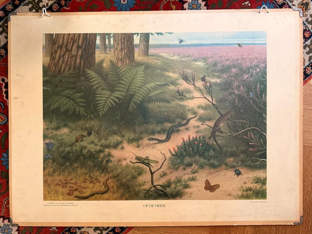 Schoolplaat J.B. Wolters Groningen-Djakarta - Heide en Weide, Antiek en Kunst, Ophalen, Natuur en Biologie