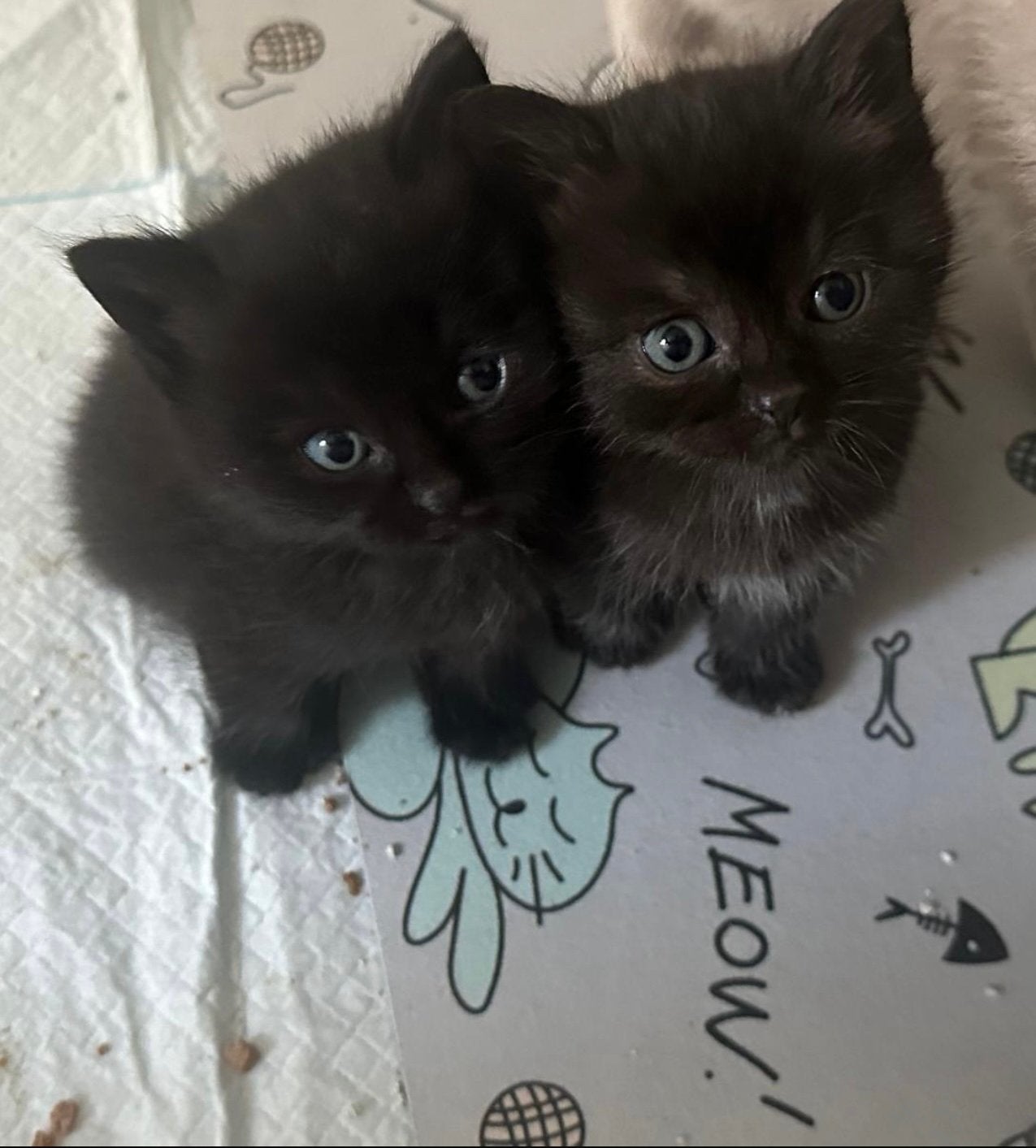 Zwarte BRITSE KORTHAAR kitten te koop!, Poes