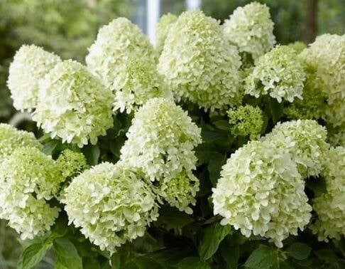 Hortensia – Hydrangea paniculata ‘Little Spooky’, Tuin en Terras, Ophalen, Overige soorten, Halfschaduw