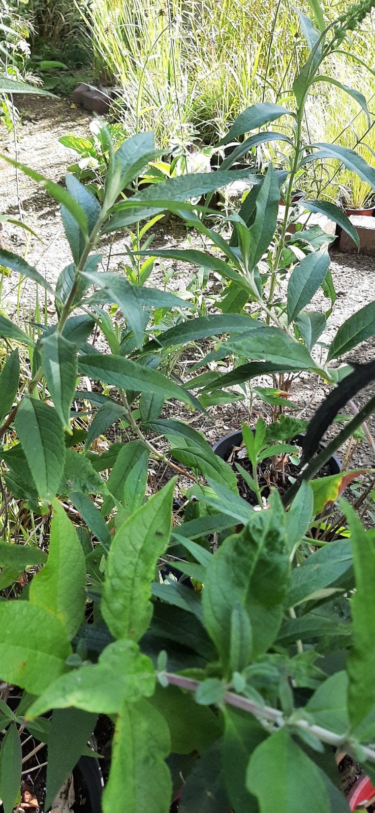 Te Koop: Vlinderstruiken, Overige soorten, Volle zon, Vaste plant, Ophalen of Verzenden