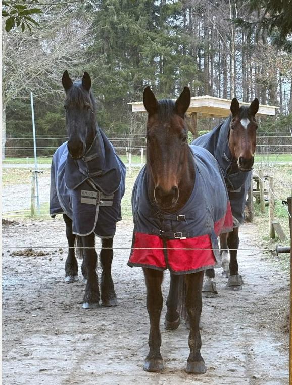 Stalling voor merrie in Vaassen, Weidegang, 1 paard of pony
