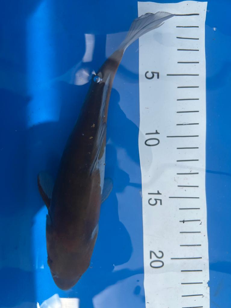Doitsu ochiba 23cm, Dieren en Toebehoren, Vissen | Vijvervissen, Karper of Koi