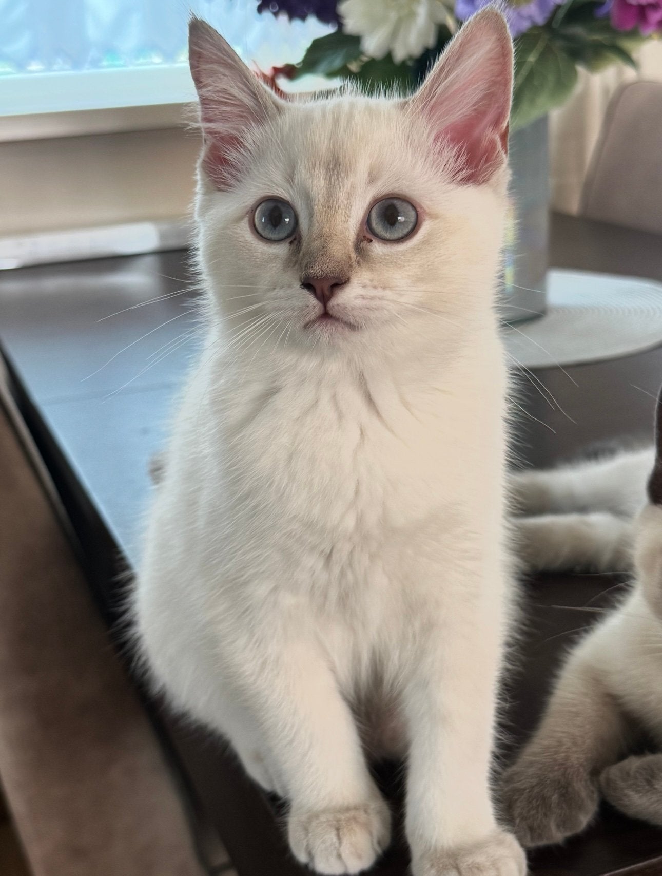 Prachtige Ragdoll kitten – Direct beschikbaar!, Kater, Ontwormd