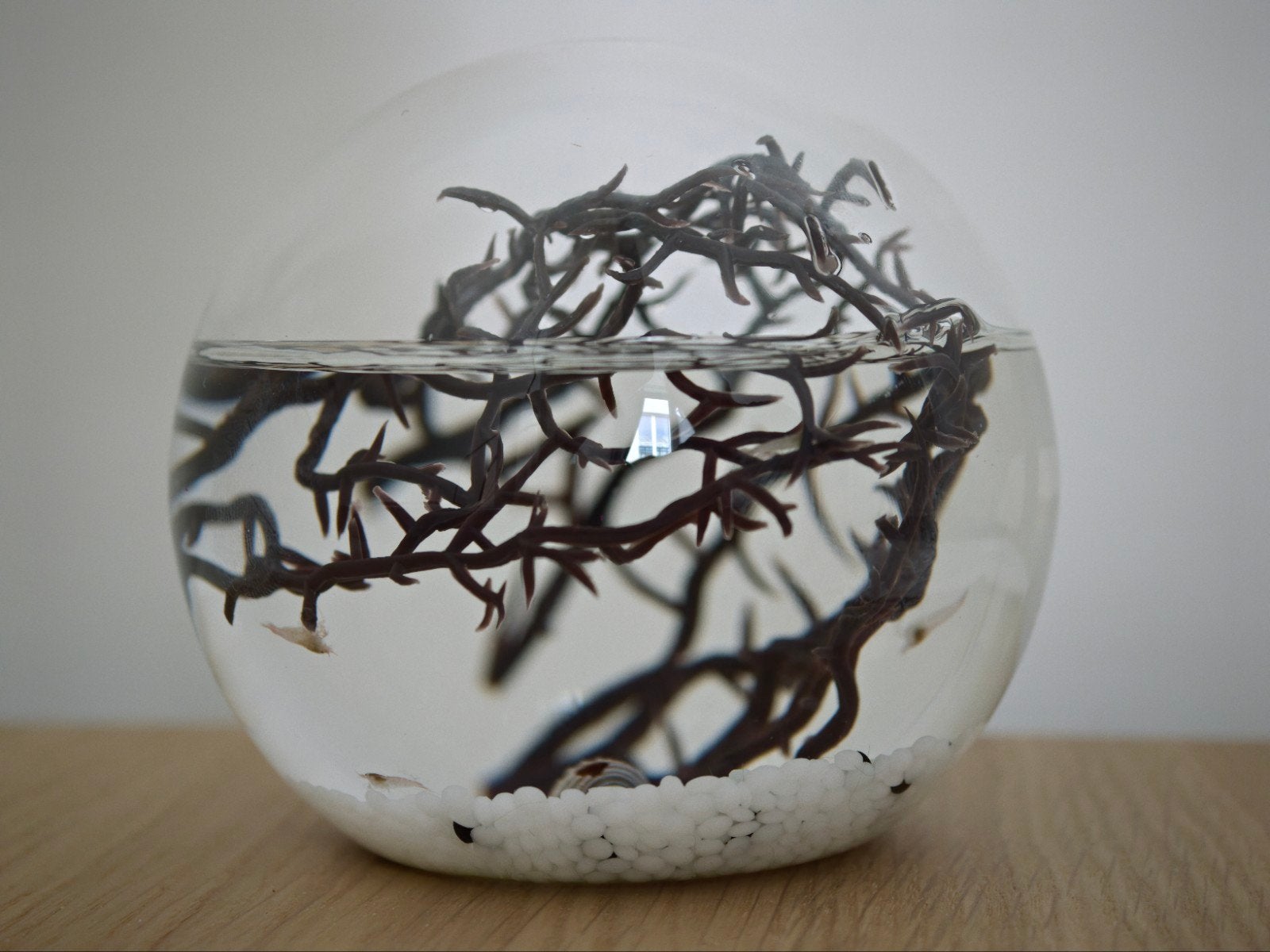 Small Ecosphere enclosed ecosystem with shrimp, Vis