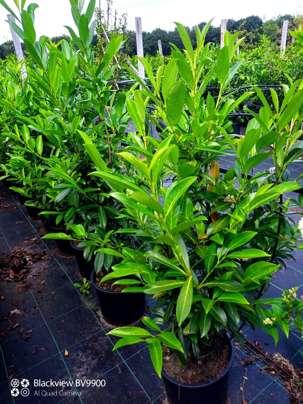 25 Laurier Prunus caucasica struiken +-125cm pot planten, Ophalen of Verzenden, Laurier, Struik, 100 tot 250 cm