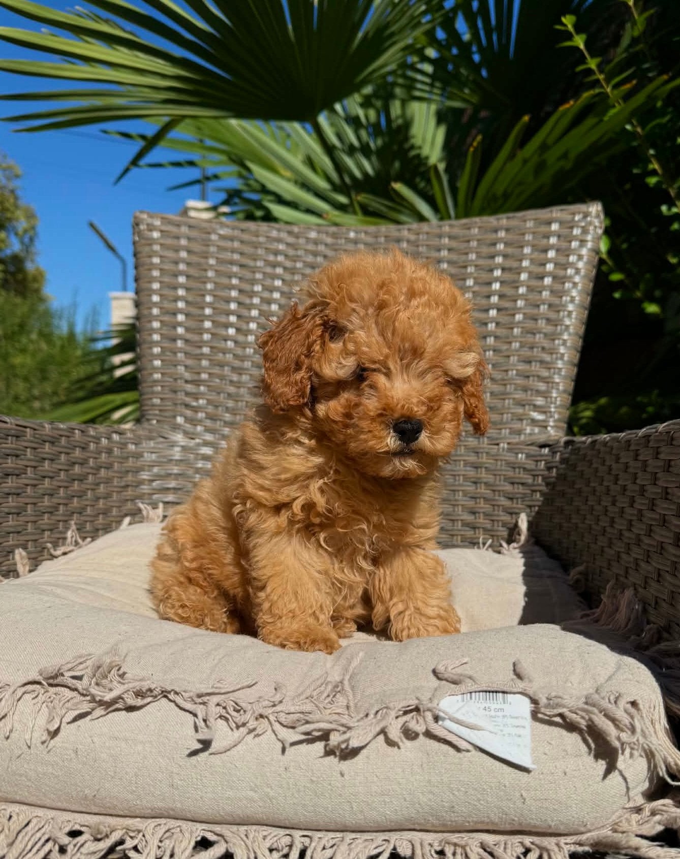 Toy poodle, Dieren en Toebehoren, Poedel, Reu, 8 tot 15 weken, Buitenland