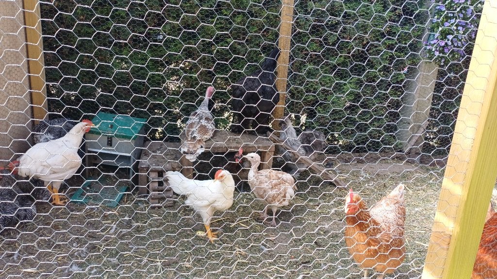 Kalkoenen setje mannetje en vrouwtje, Meerdere dieren, Kalkoen