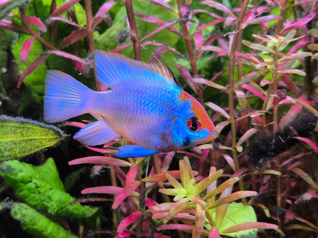 Antennebaars Mikrogeophagus Ramirezi Electric Blue, Dieren en Toebehoren, Vissen | Aquariumvissen, Vis
