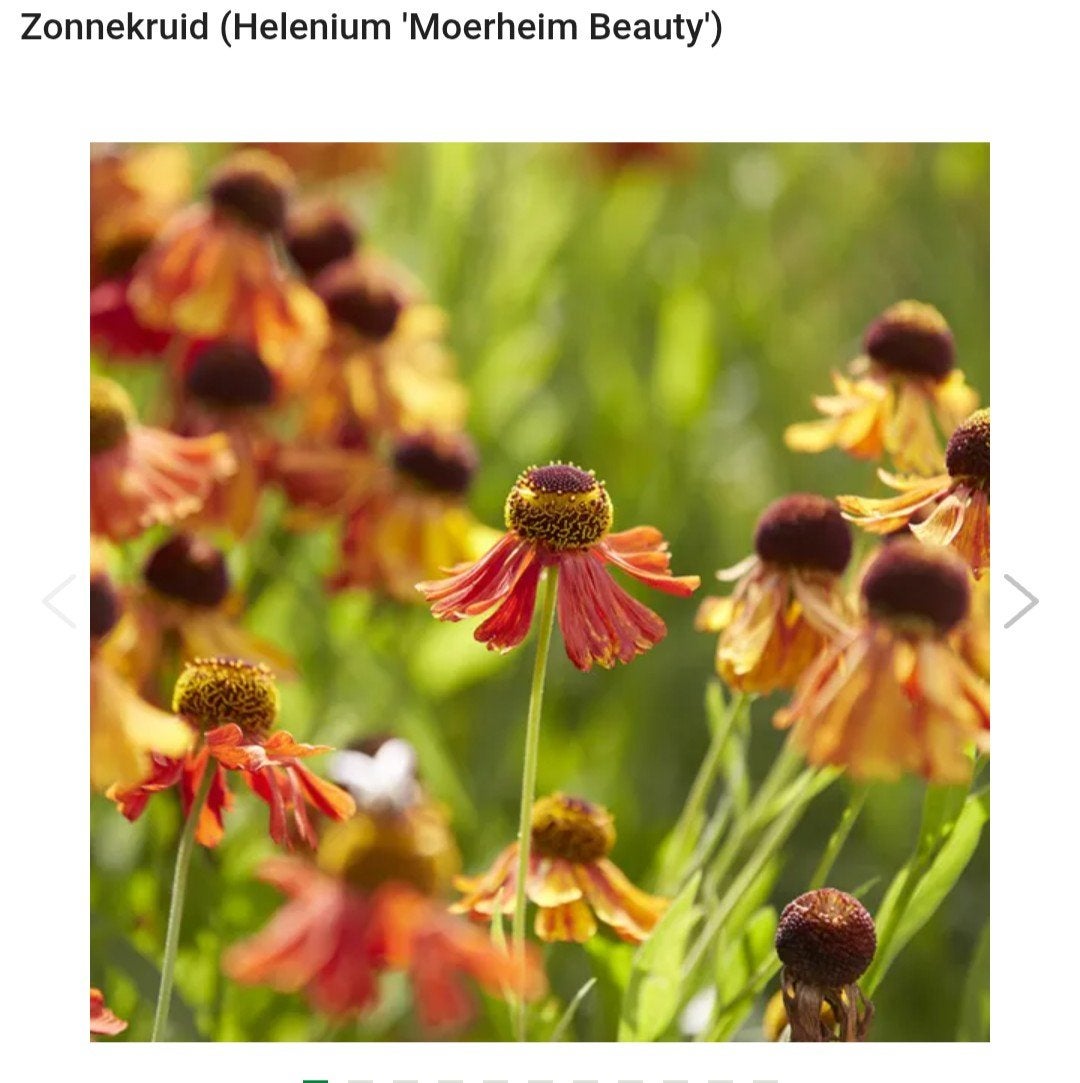 Biologische zaden van Helenium Moerheim Beauty, Ophalen of Verzenden, Volle zon