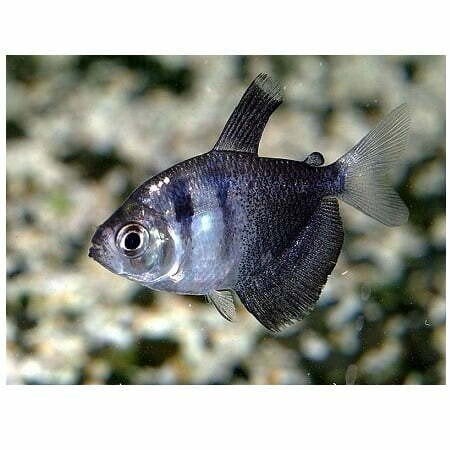 Zwarte tetra vissen 5 stuks., Dieren en Toebehoren, Vis