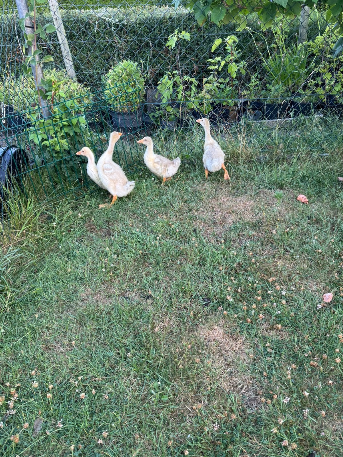 4 jonge witte boeren ganzen, Meerdere dieren, Gans of Zwaan