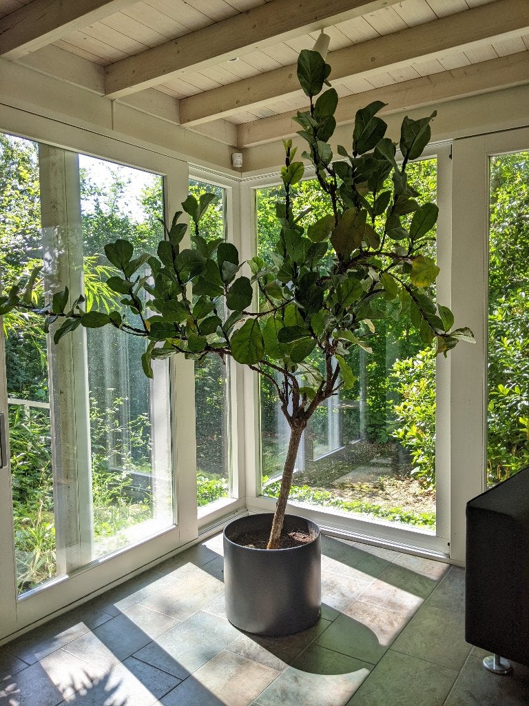 Ficus Lyrata Tabkasplant 2.20 m, Huis en Inrichting, Ophalen, Ficus, 200 cm of meer, Halfschaduw