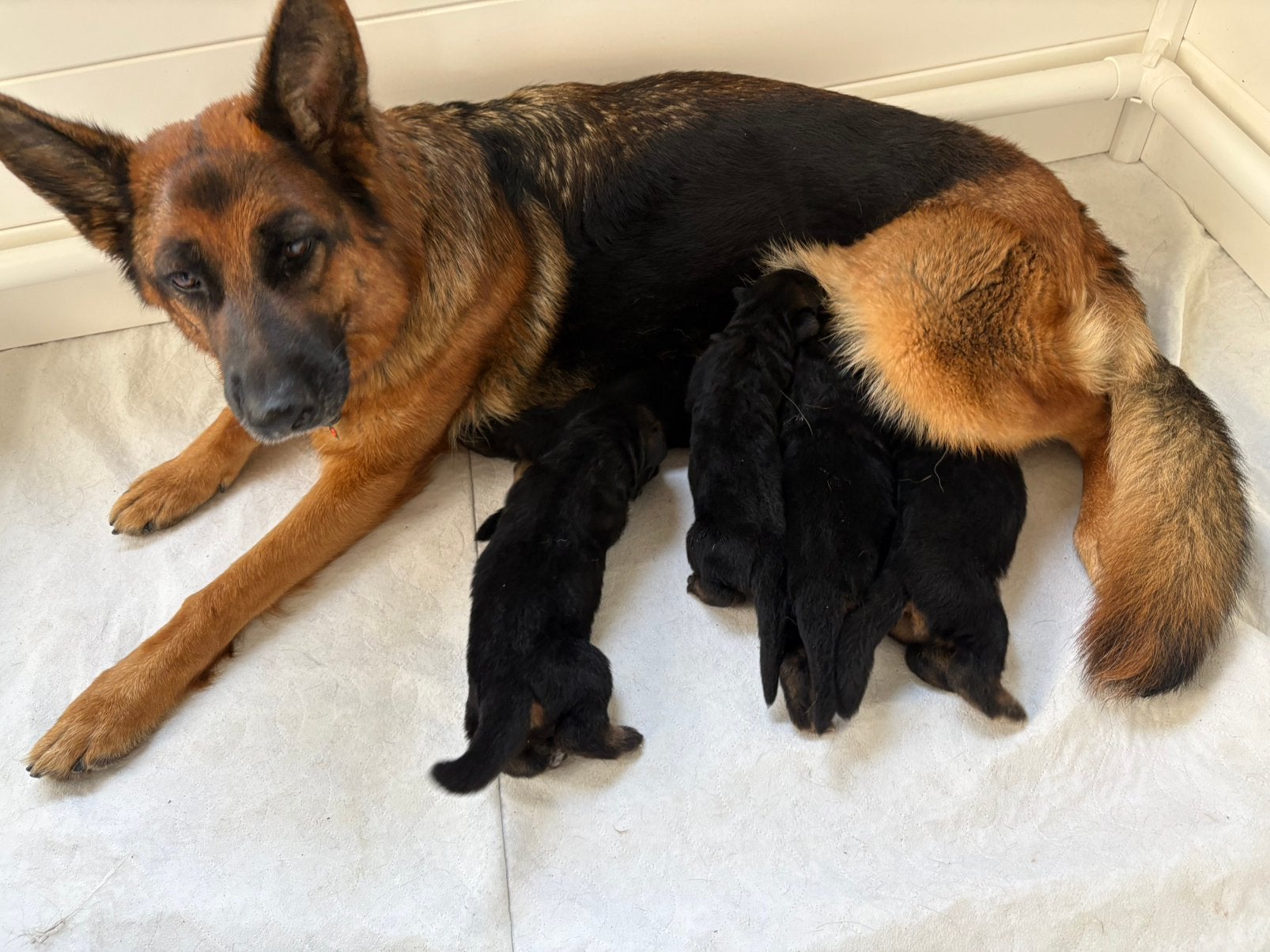stamboom duitse herder pups HD en ED vrij Ook Vader aanwezig, Dieren en Toebehoren, Honden | Herdershonden en Veedrijvers, Parvo