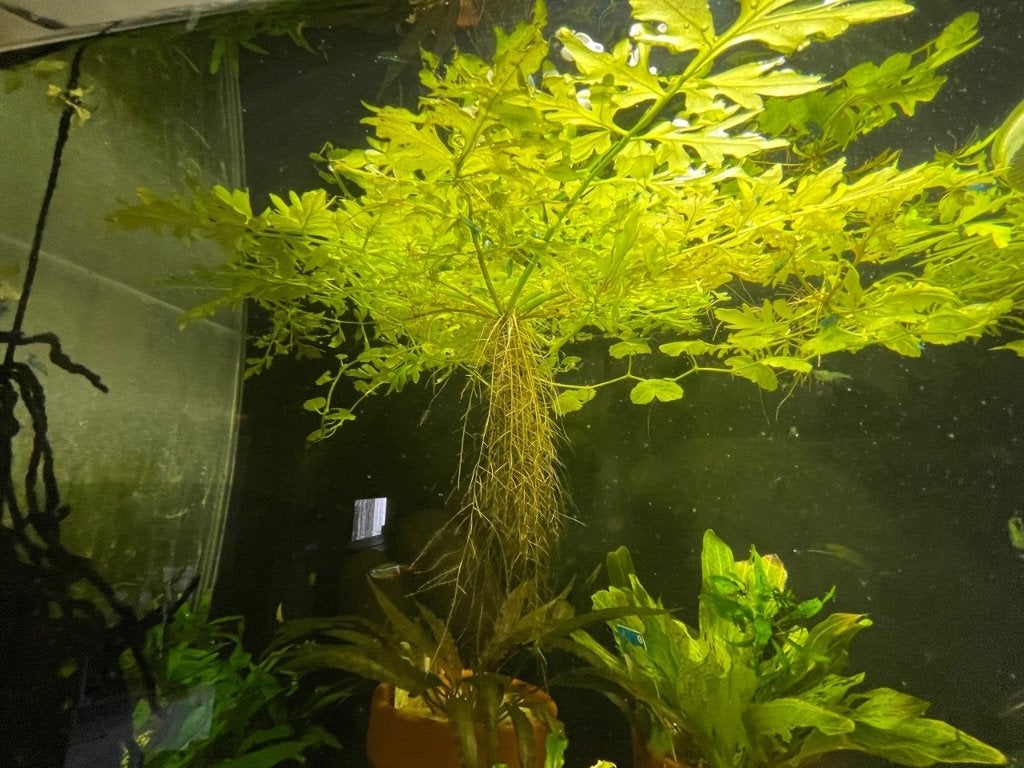 Eikenbladvaren - Ceratopteris cornuta, Dieren en Toebehoren, Ophalen, Zo goed als nieuw, Plant(en), Steen of Hout