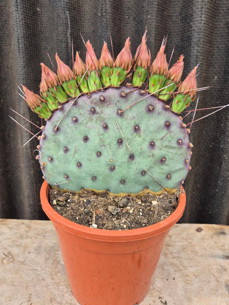 Cactus Opuntia azurea p17 (2), Ophalen of Verzenden, Cactus, Volle zon, Minder dan 100 cm