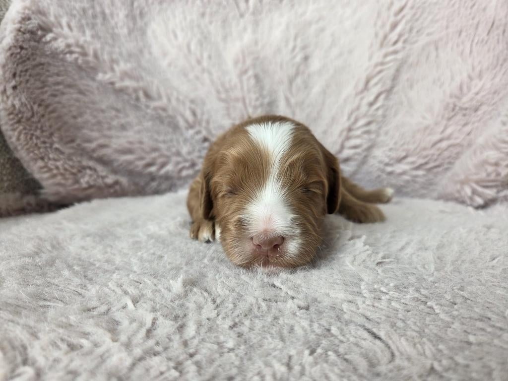 Gastgezin gezocht voor Australian labradoodle, Dieren en Toebehoren, 8 tot 15 weken, Eén hond, Nederland, Fokker | Hobbymatig