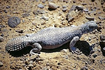 GEVRAAGD: Uromastyx, 0 tot 2 jaar