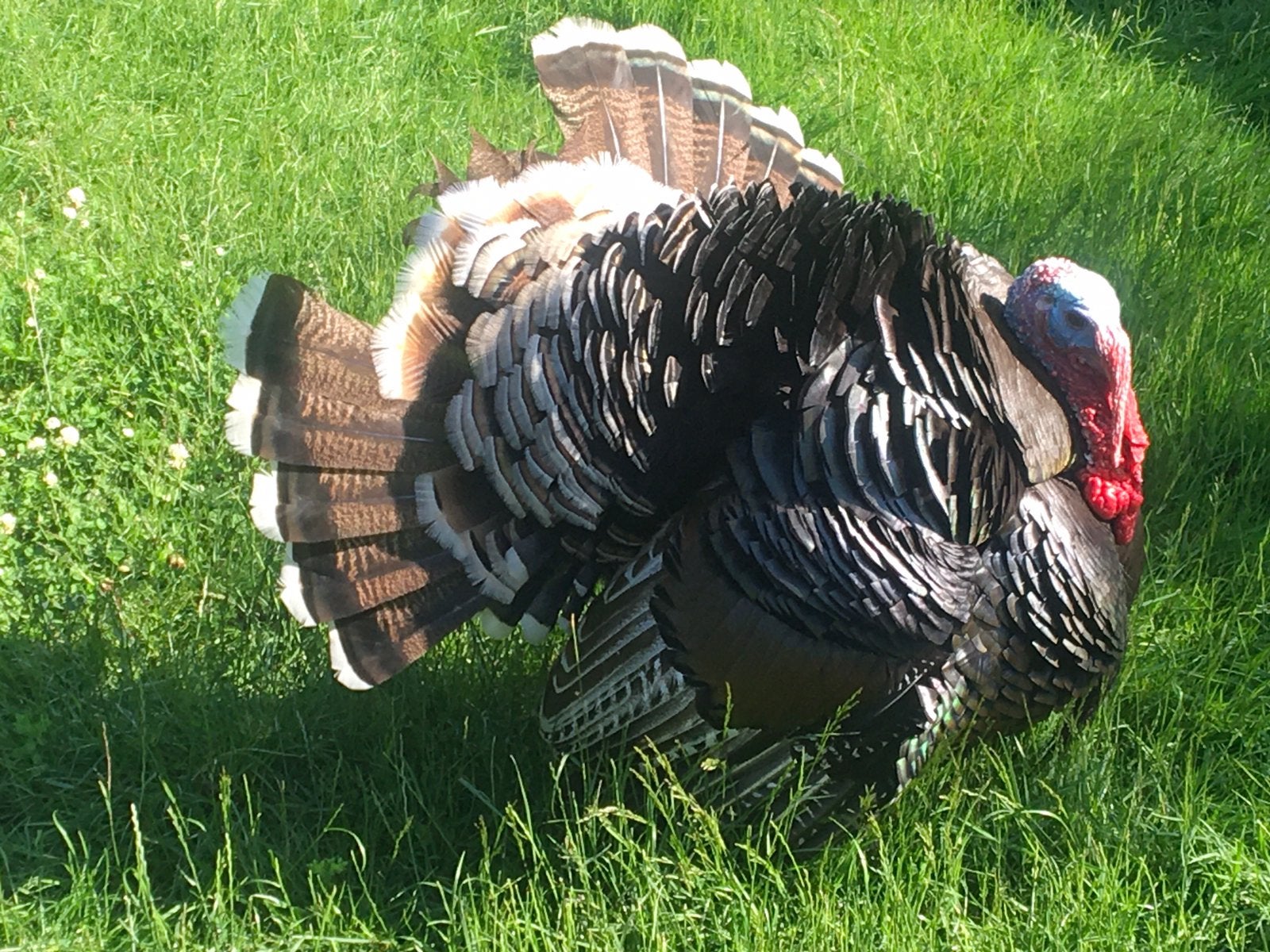 Kalkoen haan zoekt hen, Vrouwelijk, Kalkoen