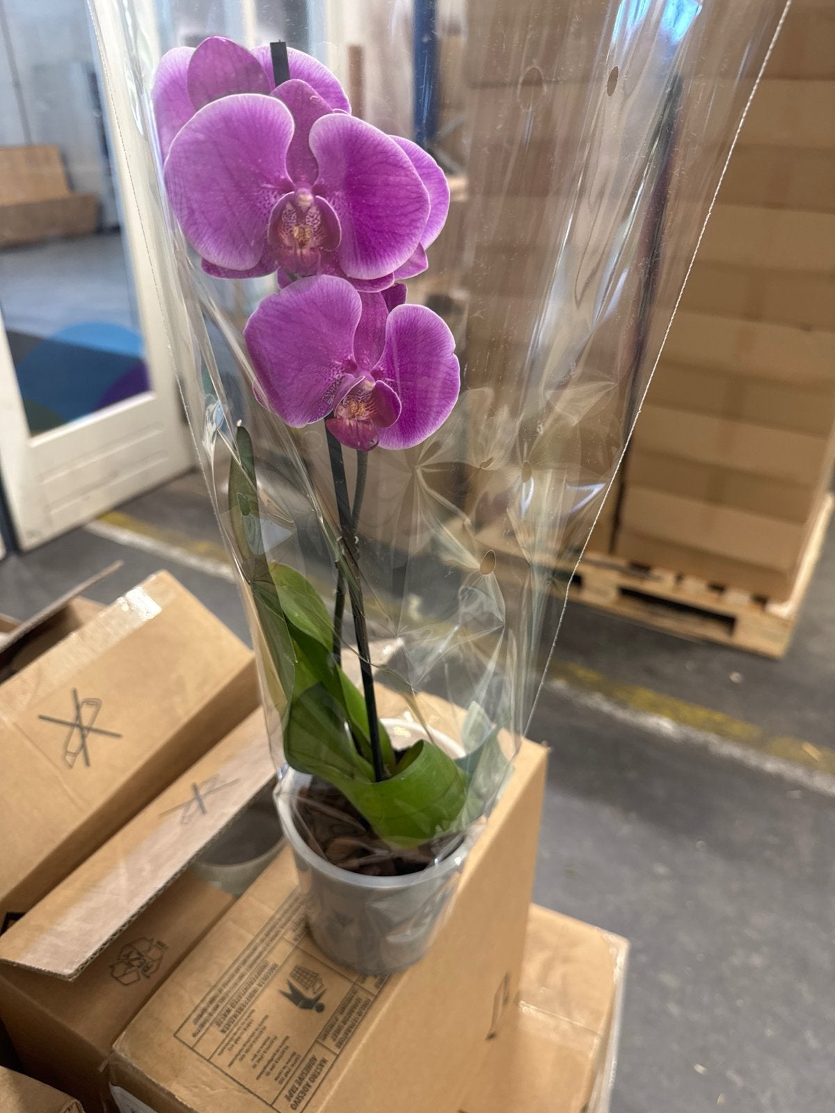 Prachtige Orchidee - Diverse Kleuren Beschikbaar, Overige soorten, Volle zon, Vaste plant, Ophalen of Verzenden