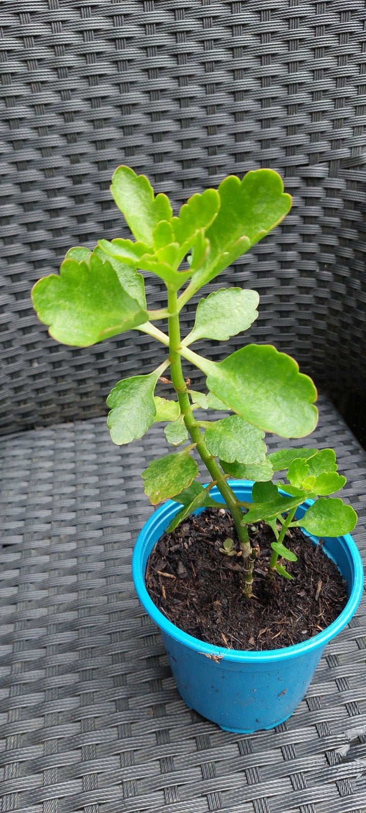 Kalanchoë plantje in pot, Huis en Inrichting, Kamerplanten, Ophalen, In pot, Halfschaduw, Minder dan 100 cm