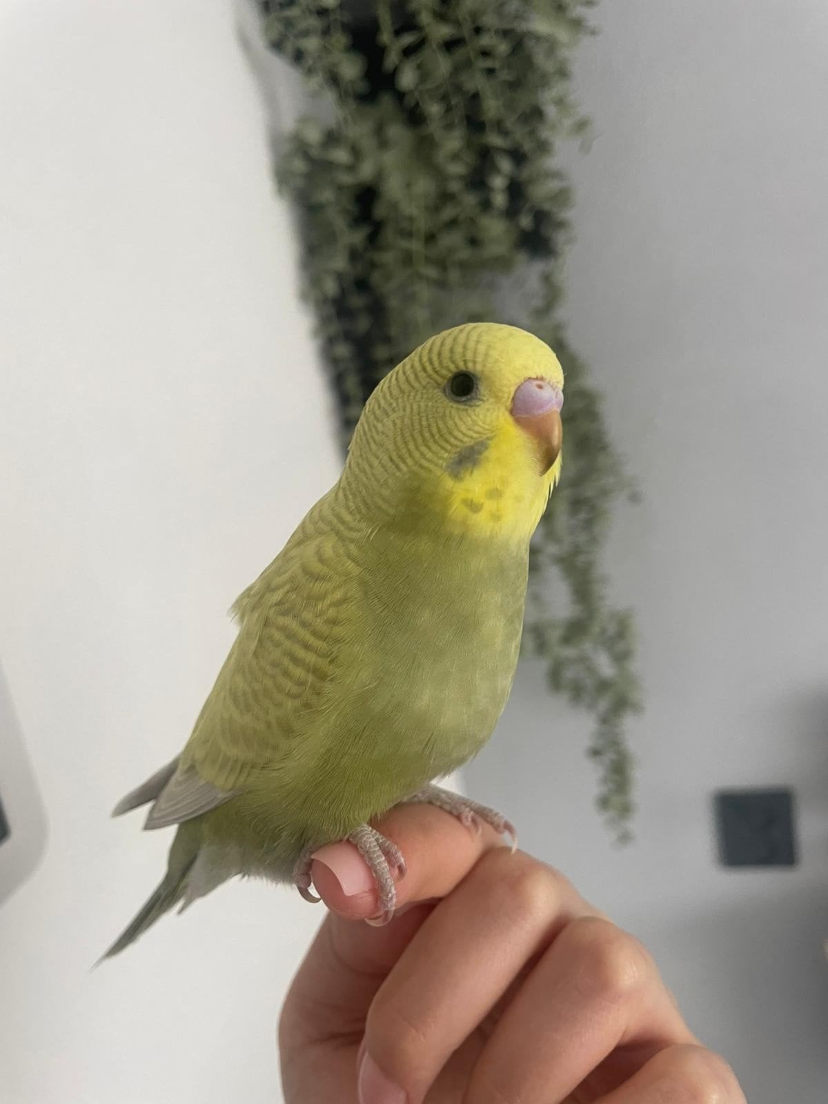 Jonge parkietjes 4 stuks, ter overname. 20 e per stuk, Dieren en Toebehoren, Vogels | Parkieten en Papegaaien, Meerdere dieren