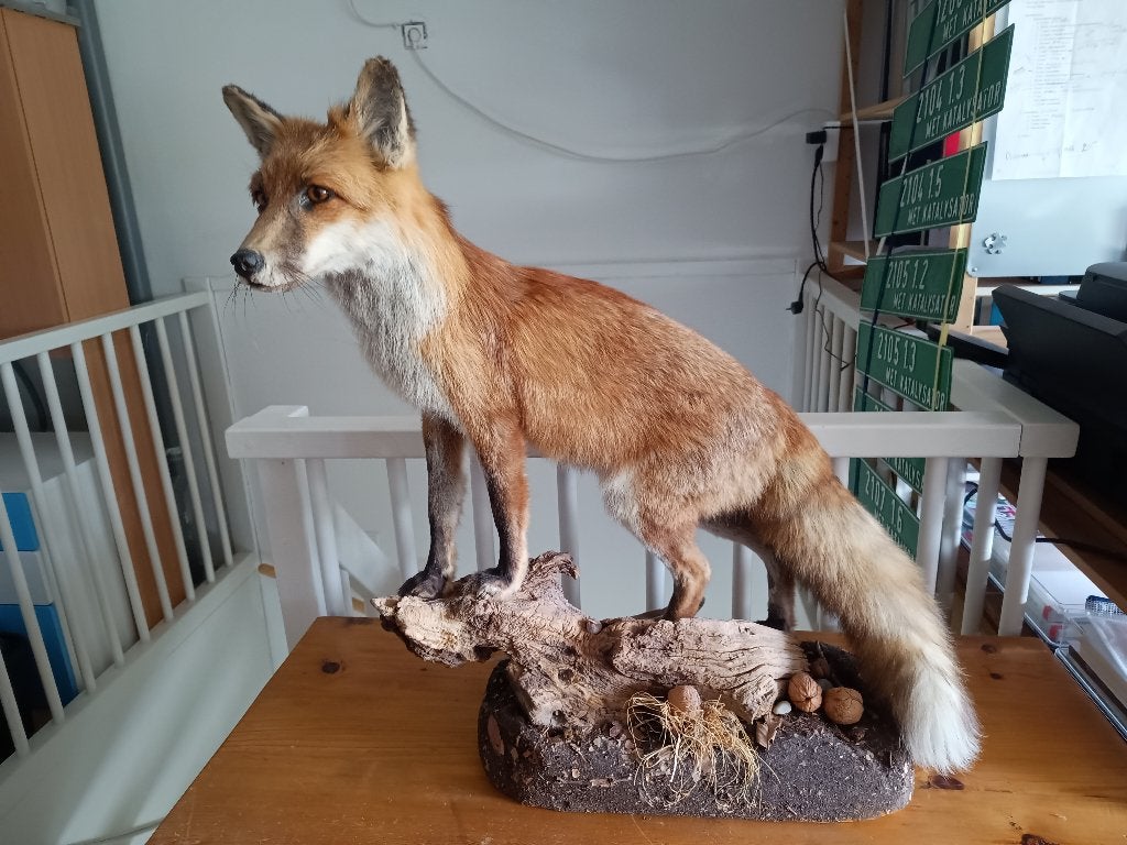 Bijzonder mooie jonge vos - Opgezet dier - Taxidermie, Ophalen, Zo goed als nieuw, Wild dier, Opgezet dier