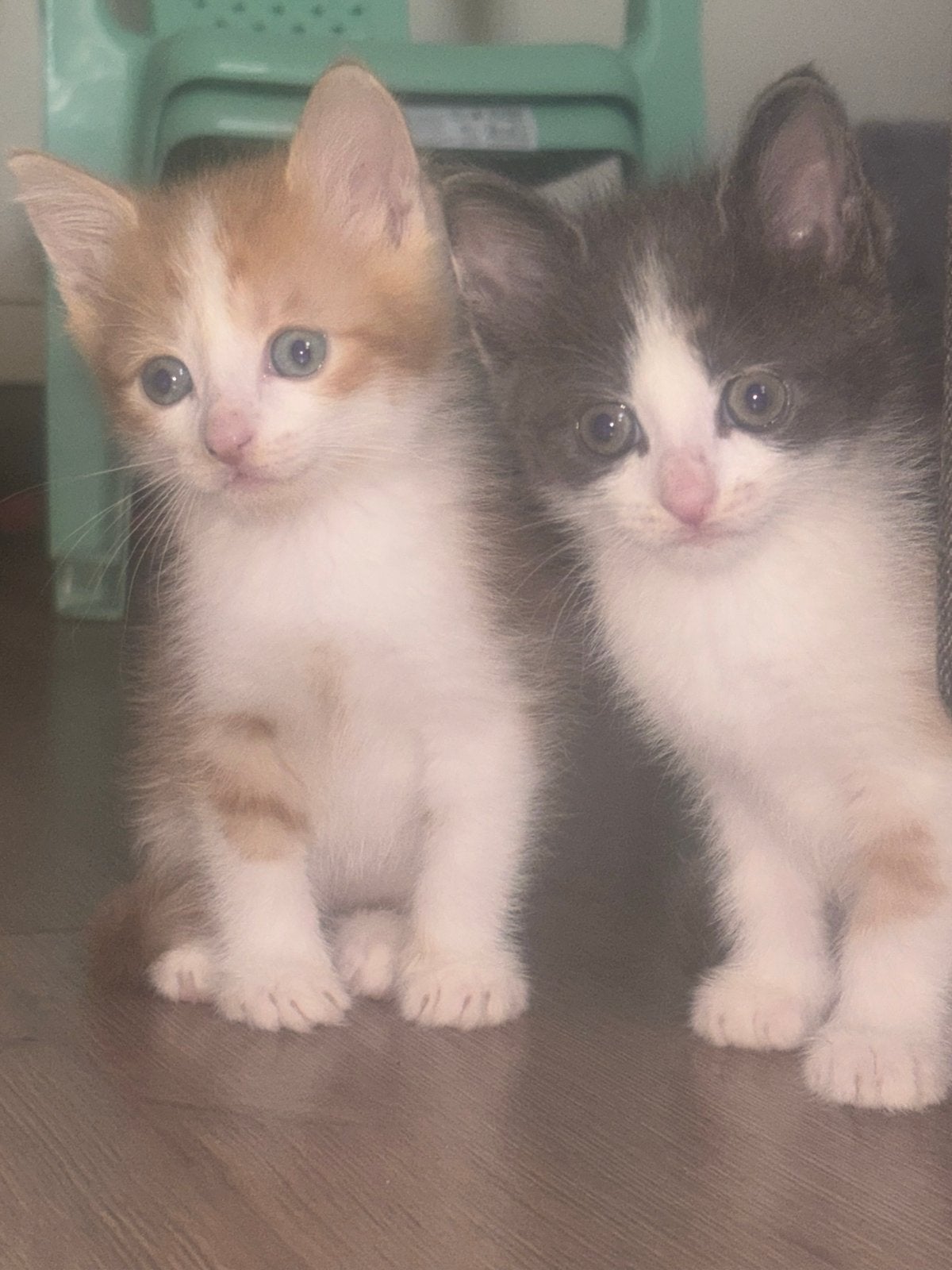 Maine coon mix kittens, Meerdere dieren
