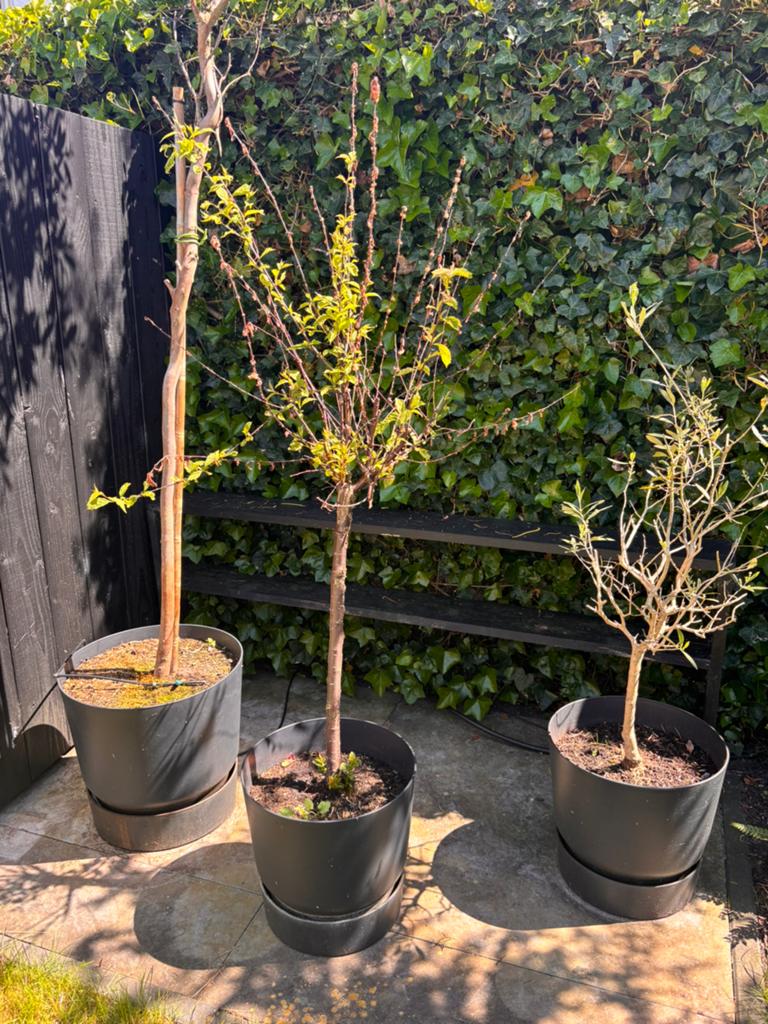 Pruimenboom, eucalyptus, olijfboom - alle drie in pot, Tuin en Terras, 100 tot 250 cm, Olijfboom, Zomer, Ophalen